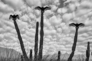 Outback Prints: Mexico, Baja california, Cathartes aura, Turkey Vultures on cactus