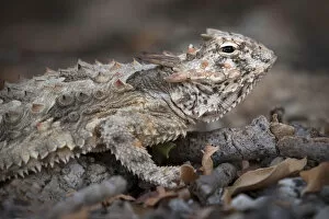 Mexico, Baja California, Horned Lizard