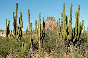 Butte Prints: Mexico, Baja California, La Purisima