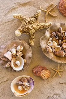 Mexico, Baja California, Rancho Sur, sea shells on table