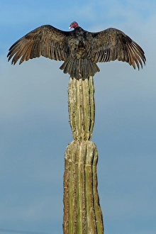 Cardon Prints: Mexico, Baja California, San Ignacio, Vultures, Cardon, turkey vulture, Cathartes aura