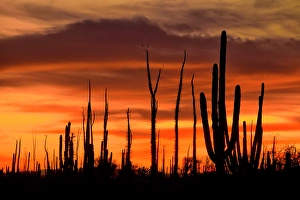 Plants Prints: Mexico, Baja California, San Quintin, Catavina, Valley of the Candles, Valle de los Cirios