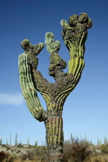 Sonoran Prints: Mexico, Baja California, San Quintin
