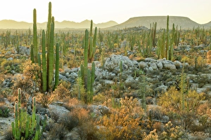 Sonoran Prints: Mexico, Baja California, San Quintin, Catavina, Valley of the Candles, Valle de los Cirios