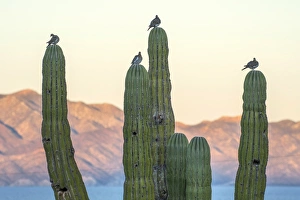 La Ventana Prints: Mexico, Baja California, Sea of Cortez, La Ventana