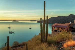 Cardon Prints: Mexico, Baja California Sur, Bahia Concepcion, sunrise