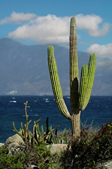 Baja Prints: Mexico, Baja California sur, Baja, La Ventana, Sea of Cortez, cardon