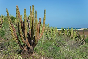 La Ventana Prints: Mexico, Baja California sur, Baja, La Ventana, Lagune