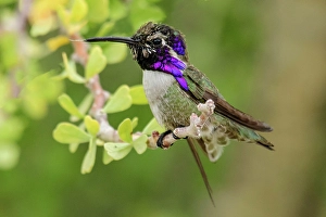 El Sargento Prints: Mexico, Baja California Sur, El Sargento, Costa's Hummingbird, Calypte costae