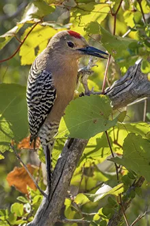 Baja California Sur Gallery: Mexico, Baja California Sur, Flicker, Woodpecker on a branch