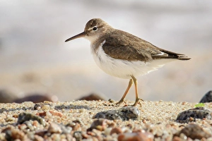 Rancho Sur Prints: Mexico, Baja California, Ventana bay, El Sargento, Common Sandpipe, r Actitis hypoleucos