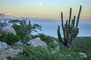 Cardon Prints: Mexico, Mexican, Baja California, Sur, El Sargento, Sea of Cortez, Isla Cerralvo at dawn