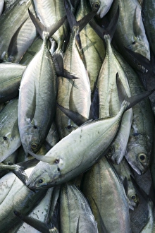 Pacific Coast Gallery: Mexico, Pacific Coast, Guerrero, Fish