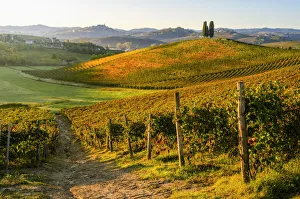 Cuneo Province Prints: Michele Chiarlo foliage vineyard, Castelnuovo Calcea, Piedmont, Italy