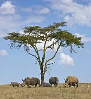 Images Dated 29th January 2011: Towards mid-day, white rhinos gather around the shade of an acacia tree to slumber