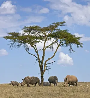 Towards mid-day, white rhinos gather around the shade of an acacia tree to slumber