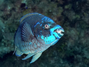 Tropical Fish Prints: Midnight Parrotfish (Scarus coelestinus)