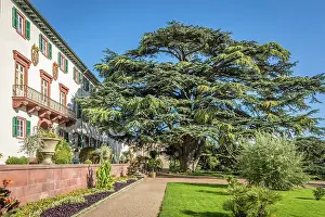 Bad Homburg Prints: Mighty Atlas cedar (Cedrus atlantica) from 1822 in front of the castle in Bad Homburg vor der Hohe