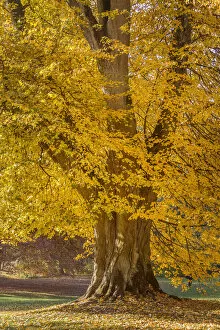 Golden Gallery: Mighty linden tree in Neropark in autumn, Wiesbaden, Hesse, Germany