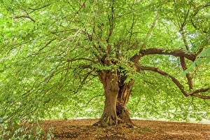 Normandy Gallery: Mighty linden tree in the park of Chateau de la Riviere-Bourdet, Quevillon, Manche, Normandy, France