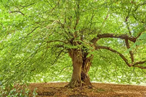Manche Prints: Mighty linden tree in the park of Chateau de la Riviere-Bourdet