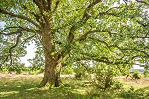 Unique Prints: Mighty oak tree in the heath at the Suhorn lookout point