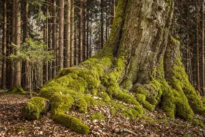 Large Prints: Mighty roots of a pine in the Taunus, Niedernhausen, Hesse, Germany