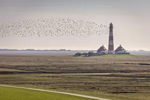 Migratory birds at the Westerheversand lighthouse, North Friesland, Schleswig-Holstein