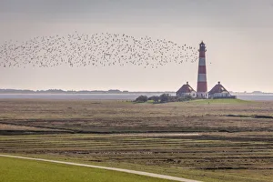 Migratory birds at the Westerheversand lighthouse, North Friesland, Schleswig-Holstein Migratory birds at the Westerheversand lighthouse, North Friesland, Schleswig-Holstein