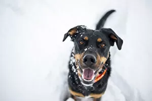 Smiling Gallery: Milano province, Lombardy, Italy, Europe. Portrait of a black and tan dog covered in snow