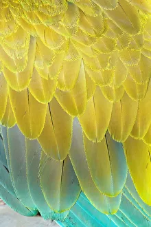 Feathers Gallery: Military macaw (Ara militaris) feathers, close-up, Costa Rica