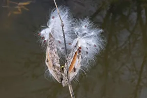 Seine River Prints: Milkweed pods and seeds along the Seine River