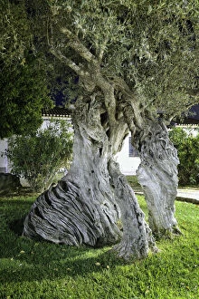 Millennial olive trees of Serpa. Alentejo, Portugal