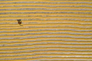 Worker Gallery: Millions of grains of rice are laid out to dry at a mill as workers brush them with