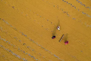 Millions of grains of rice are laid out to dry at a mill as workers brush them with