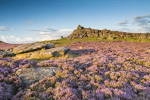 Heather Prints: Millstone Edge, Peak District National Park, Derbyshire, England