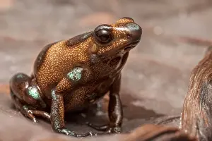 Captive Bred Prints: Mimic Poison Dart Frog (Ameerega altamazonica) - captive bred