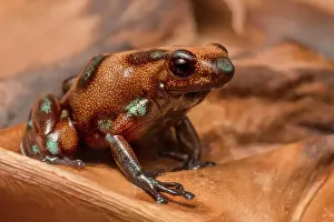 Captive Bred Prints: Mimic Poison Dart Frog (Ameerega altamazonica) - captive bred