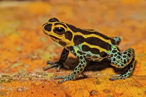 Frogs Prints: Mimic Poison Frog (Ranitomeya imitator) in the foothills of the Andes Mountains near Chazuta