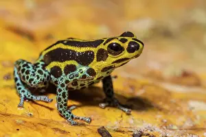 Frogs Prints: Mimic Poison Frog (Ranitomeya imitator) in the foothills of the Andes Mountains near Chazuta