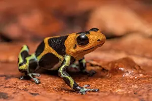 Frogs Prints: Mimic Poison Frog (Ranitomeya imitator) in the foothills of the Andes Mountains near Chazuta