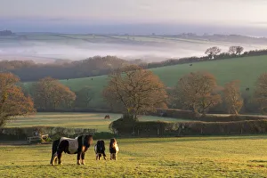 April Prints: Miniature Ponies graze on the rolling Devon fields at dawn, South Tawton, Devon, England