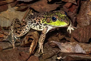 Muskoka Prints: Mink Frog (Lithobates septentrionalis), Muskoka, Ontario, Canada