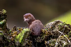 Curious Prints: A mink gazes backward in the kelp in the Great Bear Rainforest, British Columbia, Canada