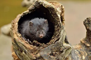Females Prints: Mink (Mustela vison) Mother and pups