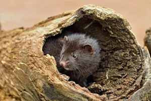 Females Prints: Mink (Mustela vison) Mother and pups