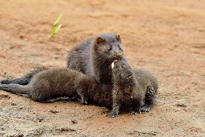 Females Prints: Mink (Mustela vison) Mother and pups