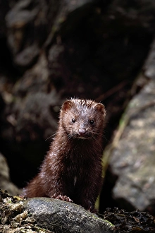 Mink Prints: A mink amongst the rocks in the Khutzeymateen Grizzly Bear Rainforest, Canada