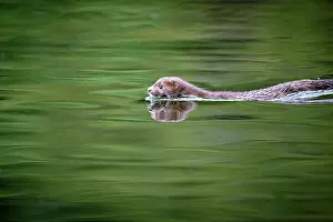 Mink Prints: A mink swimming in the green water in the Great Bear Rainforest, British Columbia, Canada
