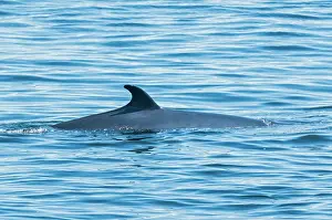La Belle Province Prints: The Minke whale (Balaenoptera acutorostrata) is the smallest of the baleen whales